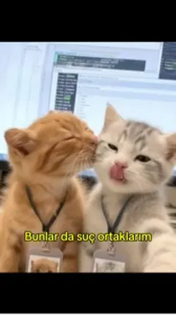 Kedi şablonu