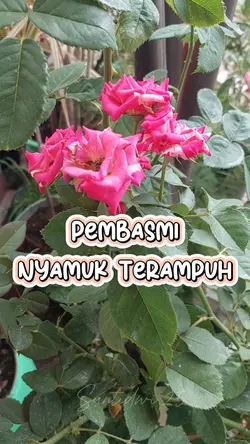 REVIRW PRODUK