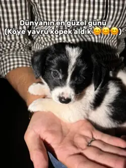 Yavru köpke aldıkkk