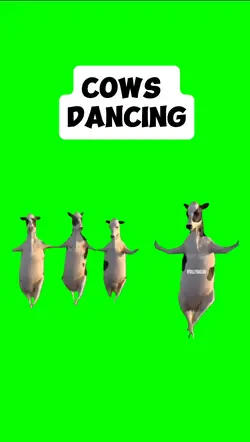 COWS DANCING