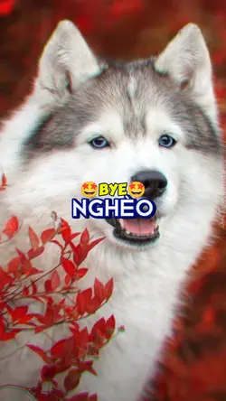 OK HẾT NGHÈO 