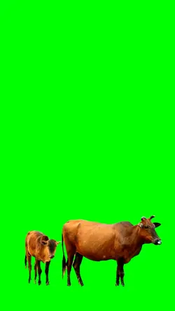 sapi qurban 
