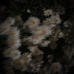 른자 바보