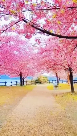 cherry blossom
