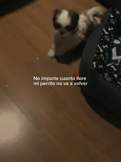 Mi perrito 