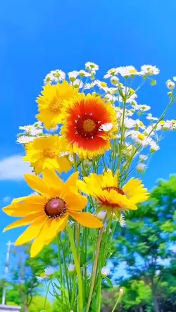 4 flowers videos 