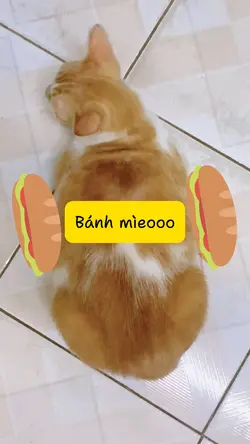 Bánh mìeooo Saigon 🥖