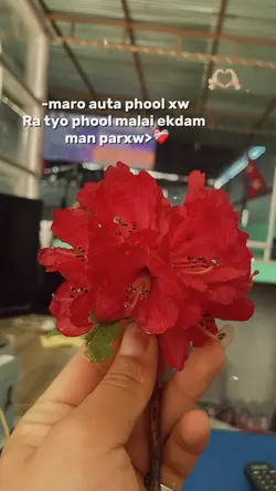 maro auta phool xw❤️🥹