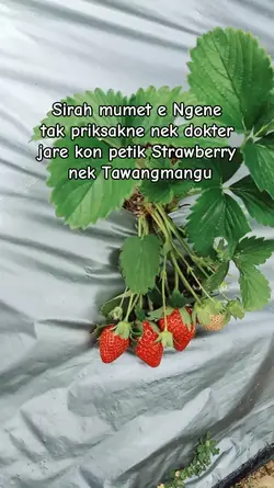 Petik strawberry
