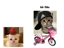 bé Dâu lên xe