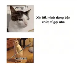 mẫu 2 ff đặng cấp 