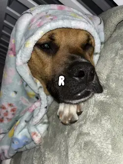cutesy dog 🐕 
