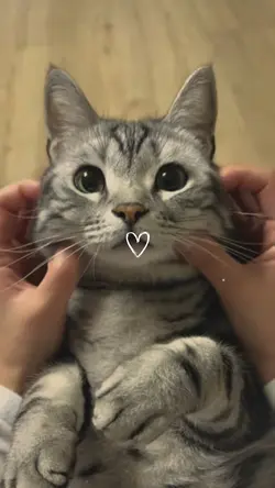 my cat