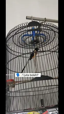 Manuk36-Omkumiskicau