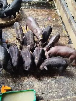 minhas criações 
