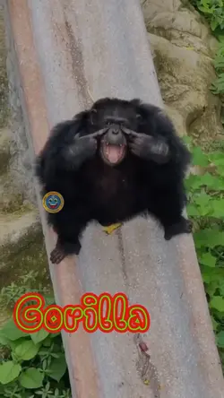 Gorilla!😂😂😂