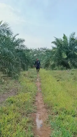 Petani sawit 