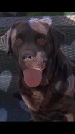 Hund Katze Liebe 