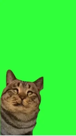 cross eyed cat