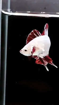 hobi ikan