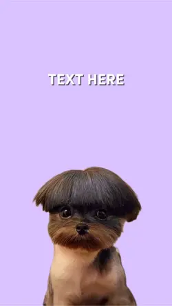 Funny dog video meme