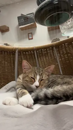 cat cafeee