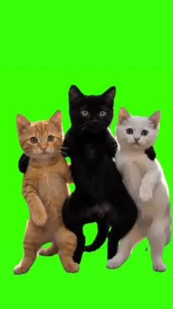 3 Cats Best Friend
