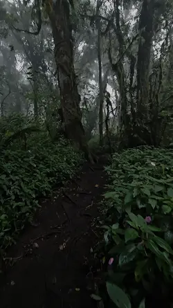 creepy forest