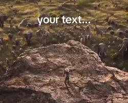 simba being yeeted