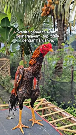 STATUS AYAM