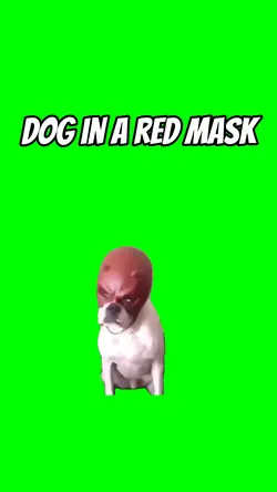 Dog in a red mask