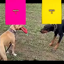 dog trends for 