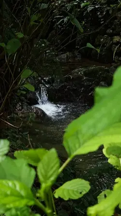 Sounds of nature