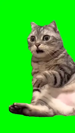 shocked cat meme