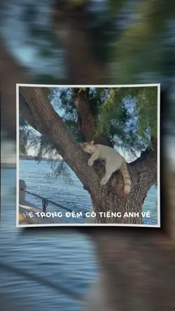 Nghe trong gió 