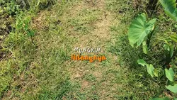 teh hijau - vlog