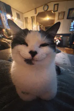 Trends handsome cat 