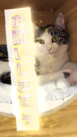 ペット動画など