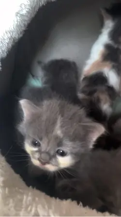 Kucing lucu
