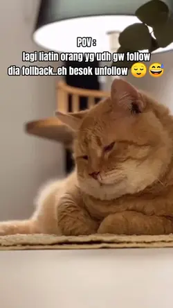 kucing oyen