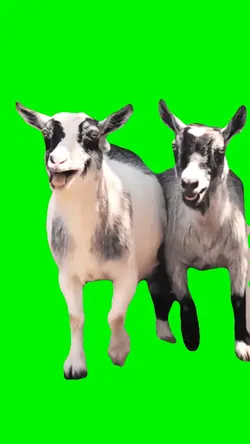 Funny goat meme
