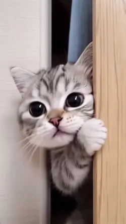 Kitten