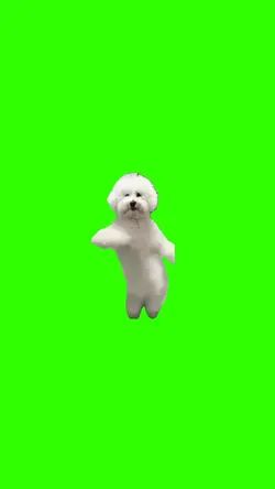 Dog dancing