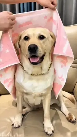 Cachorro engraçado 
