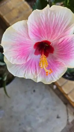 my hibiscus 