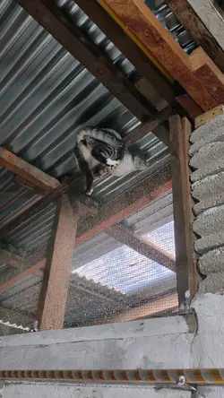 Kucing