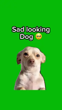 Sad Looking Dog 