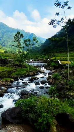 Suara Alam Damai