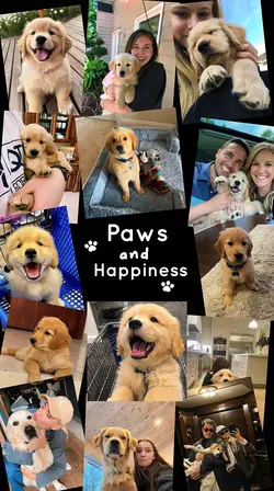 Dog Moments