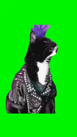 Punk Rock Cat
